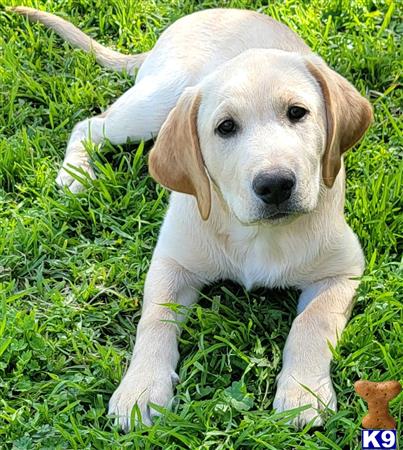 club4paws Picture 1